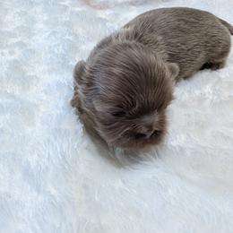 Shih Tzu Puppies from Shih Tzu Cottage