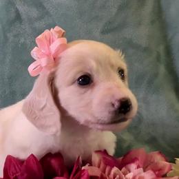Girl 1 - Cream female Dachshund puppy in Mt. Sterling, Illinois from Doxie Do's