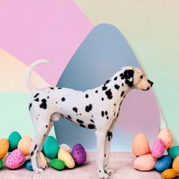 Herc - Dalmatian