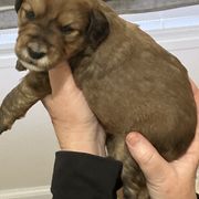 Whoodle Puppies from RockyRiverPups