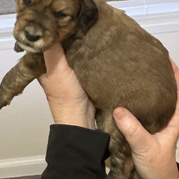 Whoodle Puppies from RockyRiverPups