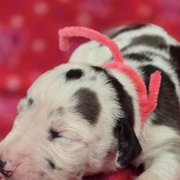 Cherry - Harlequin Great Dane puppy in Granby, Missouri from F5