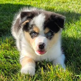 Kahlua - Merle male Pomsky puppy in Spokane, Washington from CJ White's Poms and Pomskies