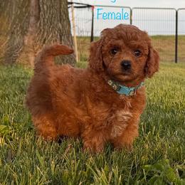 Rain - Red  female Goldendoodle puppy in De Pere, Wisconsin from Kinzor Kennels