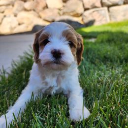 Cavapoo Puppies from Ellas.Pups