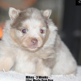 Pomeranian puppies from English Rose Poms