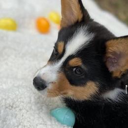 American Corgis and Pembroke Welsh Corgis from Tank’s AKC & CKC Corgis