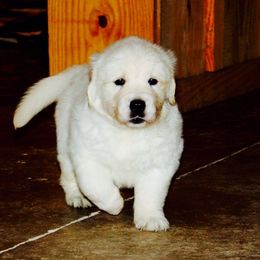 Golden Retriever Puppies from White Sand Golden Retrievers