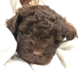 Aussiedoodle Puppies from Little Wonders Aussiedoodles