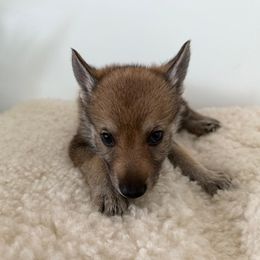 Czosnek - Silver gray male Czechoslovakian Vlcak puppy in Boon, Michigan from Mikai's Pack