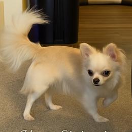 Buli - Chihuahua