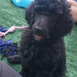Ben - Black male Poodle puppy in Brevard, North Carolina from Pearsonia poodles