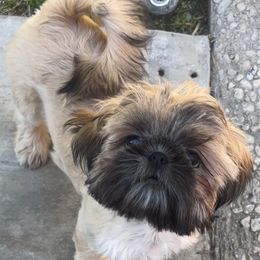 Ginger - Shih Tzu
