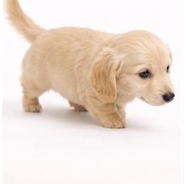 Dachshund Puppies from Sugarfoot Dachshunds