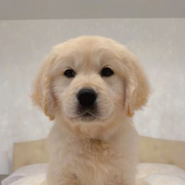 Golden Retriever Puppies from Goldens of Hope