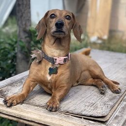 Dachshunds from Ale’s Dachshund Love