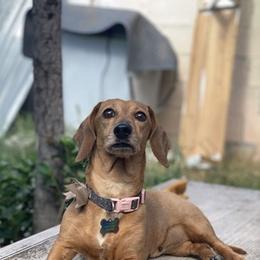 Dachshunds from Ale’s Dachshund Love