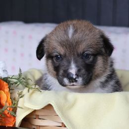 Archie - Sable male Pembroke Welsh Corgi puppy in Morgantown, Pennsylvania from Goldstar Puppies (License Number 18519)