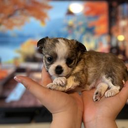 Girl 2 - Chihuahua puppy in Austin, Texas from Sinai’s Long Hair Apple Head Chihuahuas