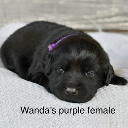 Purple female - Black female Labrador Retriever puppy in Mississippi from Sure Shot English Labs