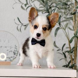 Blue Merle Boy - male American Corgi puppy in Moreno Valley, California from House of Paws Co.