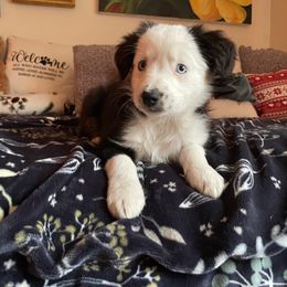 Miniature Australian Shepherd Puppies from Frankenmuth Mini Aussies