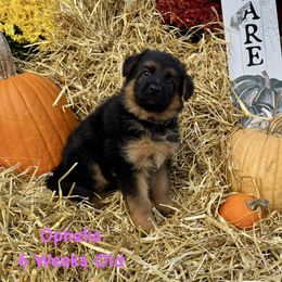 Ophelia - Black and red female German Shepherd puppy in Hillsboro, Indiana from Salty Raccoon Ranch German Shepherds