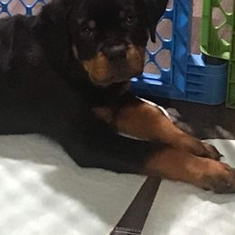 Rottweiler Puppies from Lori's Rottweilers