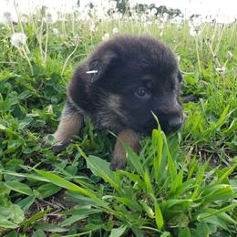 Rocky - Black and tan male German Shepherd puppy in Darlington, Wisconsin from Outlier Kennel