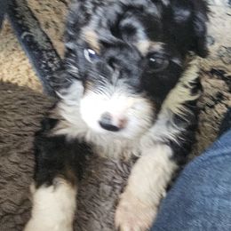 Bernedoodle Puppies from Joyful Pastures Homestead