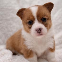 Stella - Red female Pembroke Welsh Corgi puppy in Beggs, Oklahoma from Blue Diamond Corgi’s