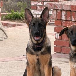 Amethyst - Black and tan female German Shepherd puppy in Anaheim, California from Hanan's German Shepherds