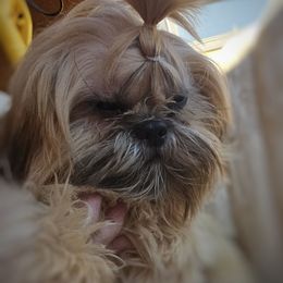 Kevin - Brindle male Shih Tzu puppy in Victorville, California from RUMBLE n TUMBLE