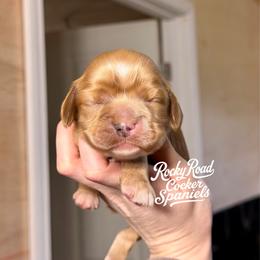 Puddin' - Buff male Cocker Spaniel puppy in Nashville, Arkansas from Rocky Road Puppies