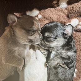 Chihuahua Puppies from Wild Mountain Chihuahuas