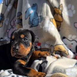 Green - Black and rust male Doberman Pinscher puppy in Denham Springs, Louisiana from Franklin Dobermans
