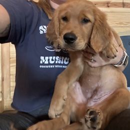 Golden Retriever Puppies from Apple Country Retrievers