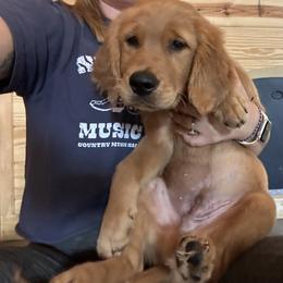 Golden Retriever Puppies from Apple Country Retrievers