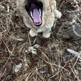 Goldendoodle Puppies from Lundee Doodles