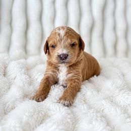 Milkyway - Apricot male Poodle puppy in Calimesa, California from Teakwoodpoodleofsocal