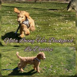 Goldendoodle Puppies from Lu Doodles