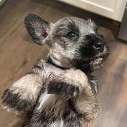 Peyton - Salt and pepper female Miniature Schnauzer puppy in Interlachen, Florida from Pam's Schnauzers