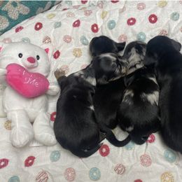 Dachshund Puppies from Yellowstone Dachshunds