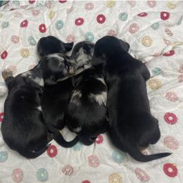 Dachshund Puppies from Yellowstone Dachshunds