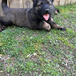 Blue Boy - Sable German Shepherd puppy in Little Rock, Arkansas from Vom Gonza German Shepherds