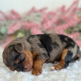 Wren - Chocolate female Cavapoo puppy in Kankakee, Illinois from Apricot Roots Doodles