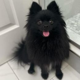 Pomeranians from Desi Poms