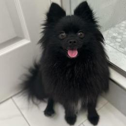 Pomeranians from Desi Poms