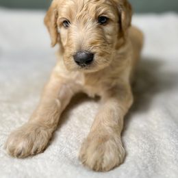 Carl - Apricot male Goldendoodle puppy in Osage City, Kansas from Golden Ridge Goldens