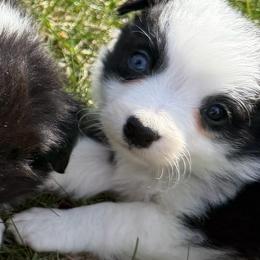 Audrey - Black and white female Border Collie puppy in Lakeview, Michigan from Haven Creek Farm